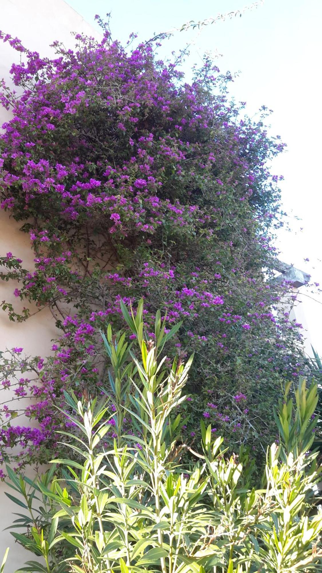 Finca Alqueria Fosca กัมโปส ภายนอก รูปภาพ